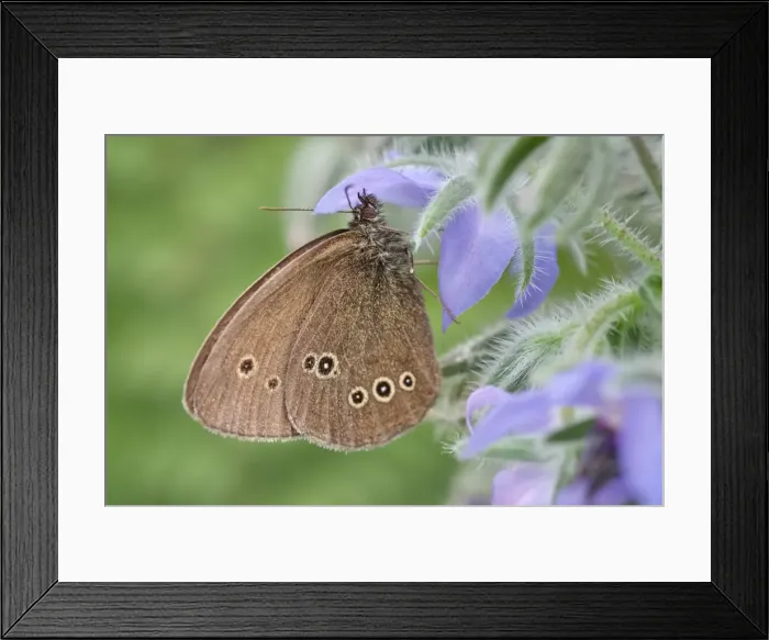 Framed Print : Picture No. 11807163 Framed Print : Picture No. 11807163