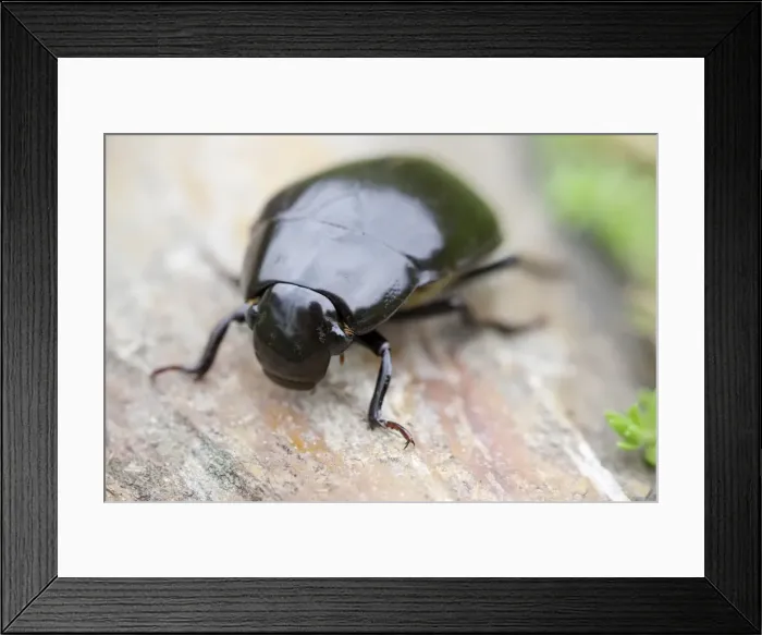 Framed Print : Picture No. 11807164 Framed Print : Picture No. 11807164