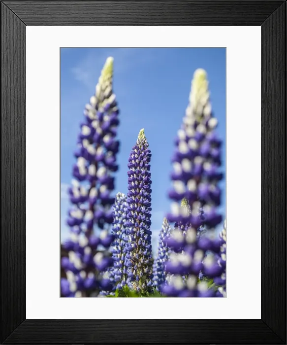 Framed Print : Picture No. 11807165 Framed Print : Picture No. 11807165