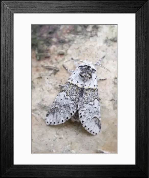 Framed Print : Picture No. 11807166