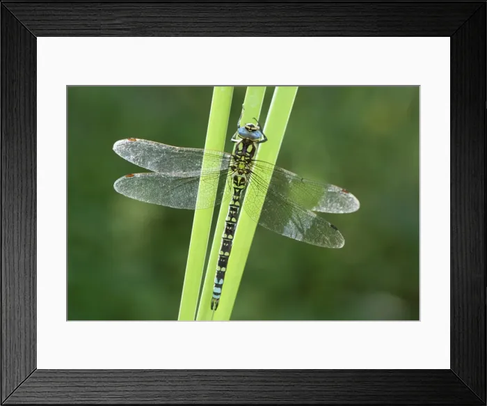 Framed Print : Picture No. 11807168 Framed Print : Picture No. 11807168