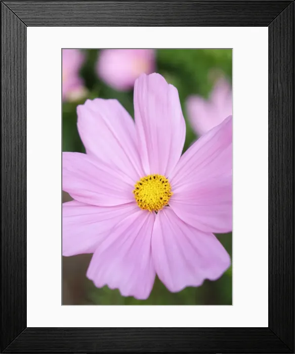 Framed Print : Picture No. 11807169 Framed Print : Picture No. 11807169