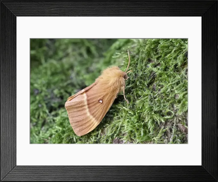 Framed Print : Picture No. 11807170 Framed Print : Picture No. 11807170