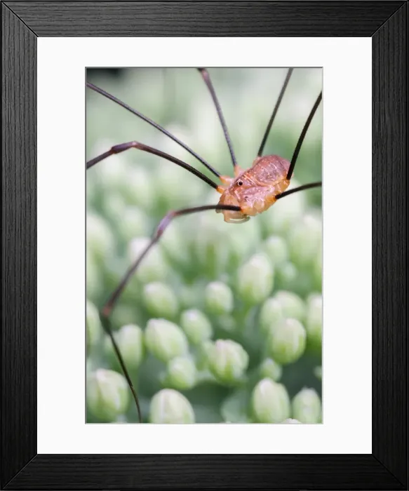 Framed Print : Picture No. 11807171 Framed Print : Picture No. 11807171