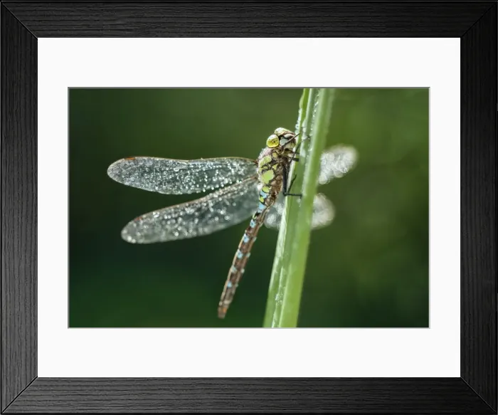 Framed Print : Picture No. 11807172 Framed Print : Picture No. 11807172