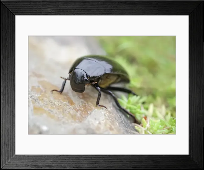 Framed Print : Picture No. 11807173 Framed Print : Picture No. 11807173
