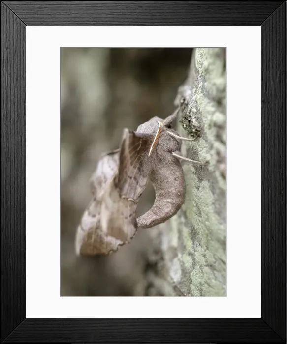 Framed Print : Picture No. 11807174 Framed Print : Picture No. 11807174