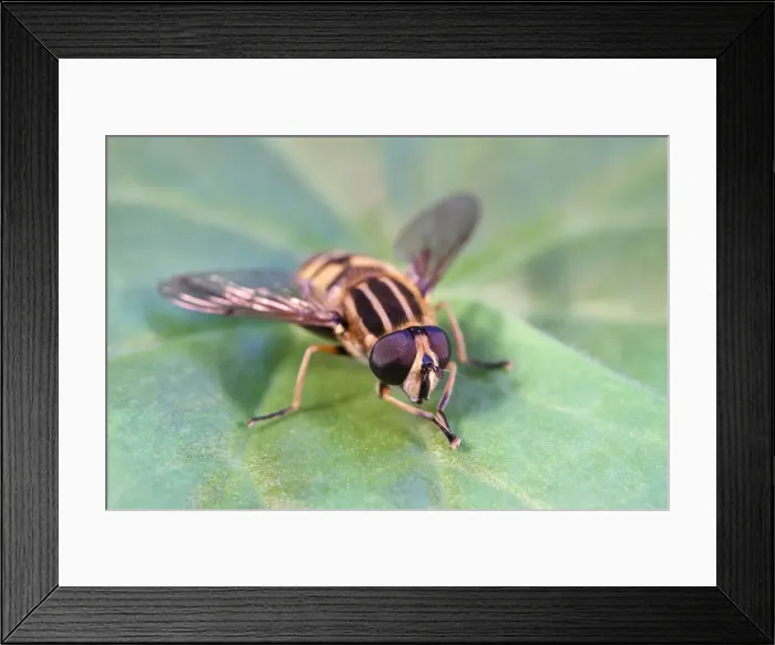 Framed Print : Picture No. 11807175 Framed Print : Picture No. 11807175