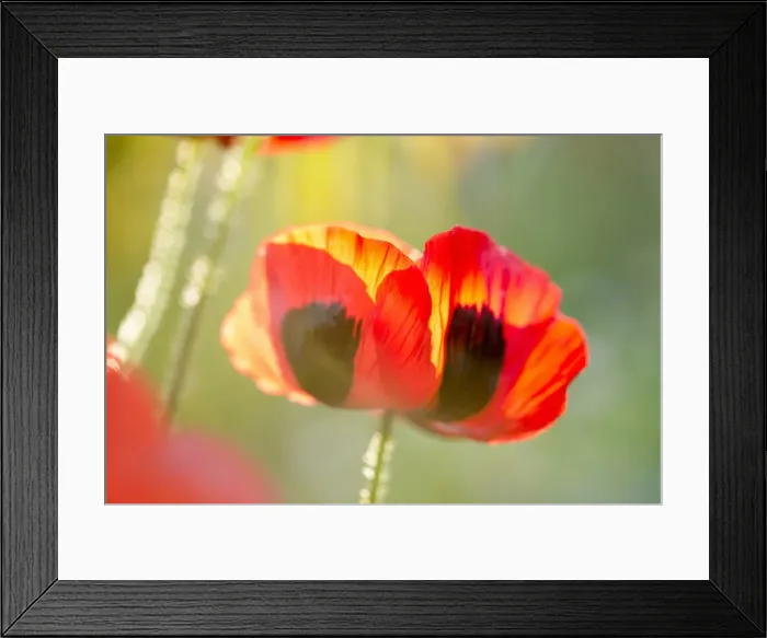Framed Print : Picture No. 11807176 Framed Print : Picture No. 11807176