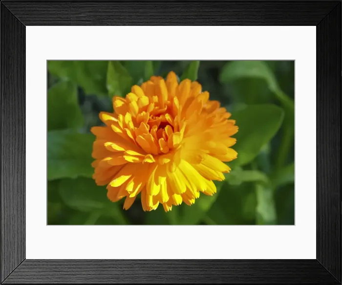 Framed Print : Picture No. 11807177 Framed Print : Picture No. 11807177