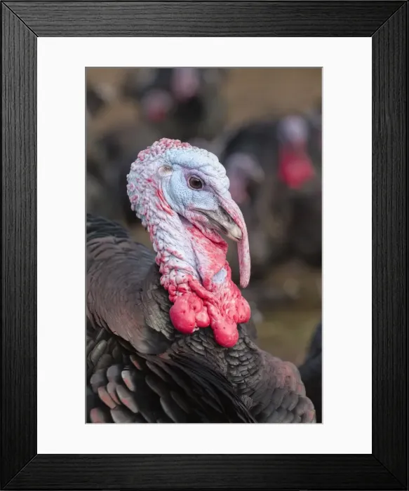 Framed Print : Picture No. 11807178 Framed Print : Picture No. 11807178