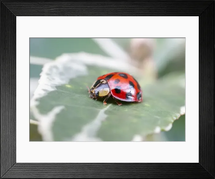 Framed Print : Picture No. 11807179 Framed Print : Picture No. 11807179