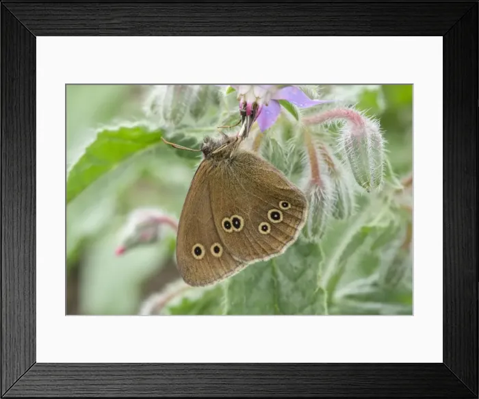 Framed Print : Picture No. 11807180 Framed Print : Picture No. 11807180