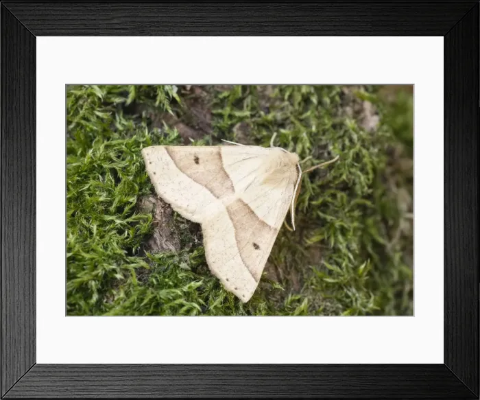 Framed Print : Picture No. 11807181 Framed Print : Picture No. 11807181