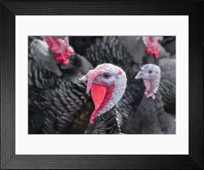 Framed Print : Picture No. 11807182 Framed Print : Picture No. 11807182