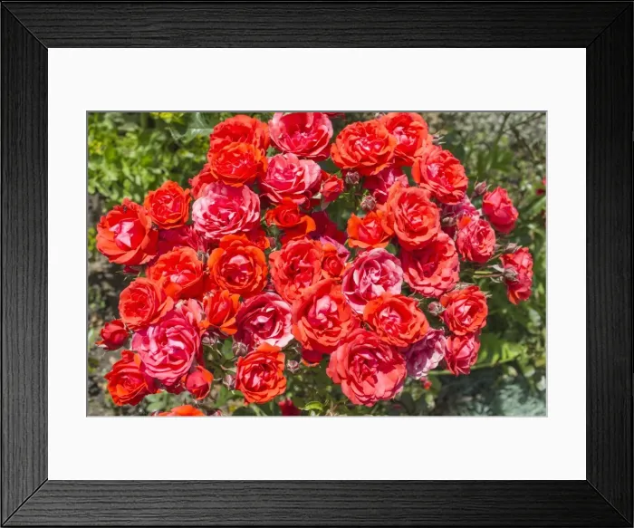 Framed Print : Picture No. 11807183 Framed Print : Picture No. 11807183