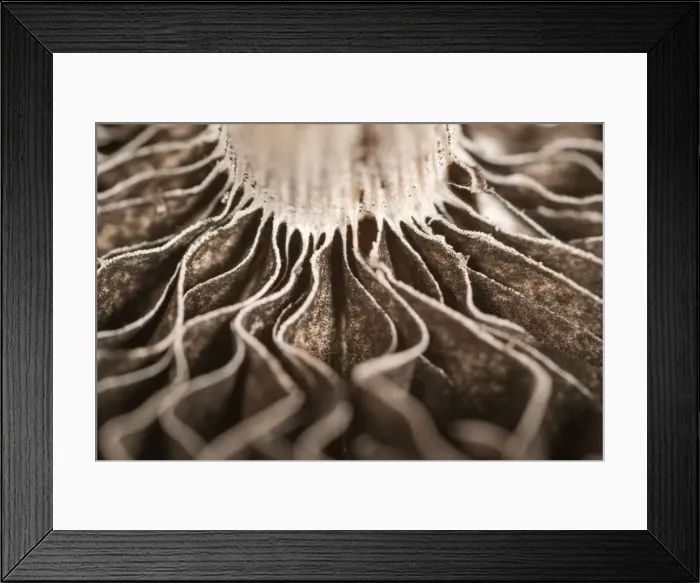 Framed Print : Picture No. 11807184 Framed Print : Picture No. 11807184