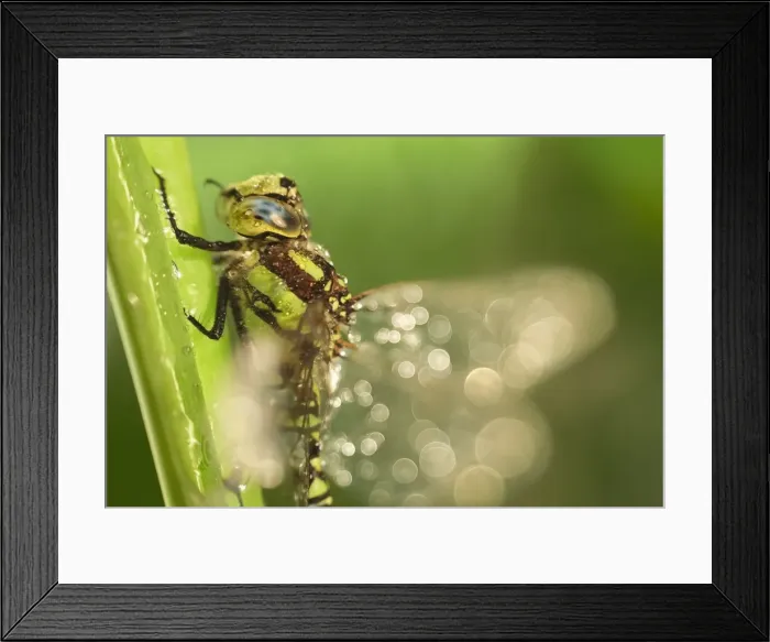 Framed Print : Picture No. 11807186 Framed Print : Picture No. 11807186