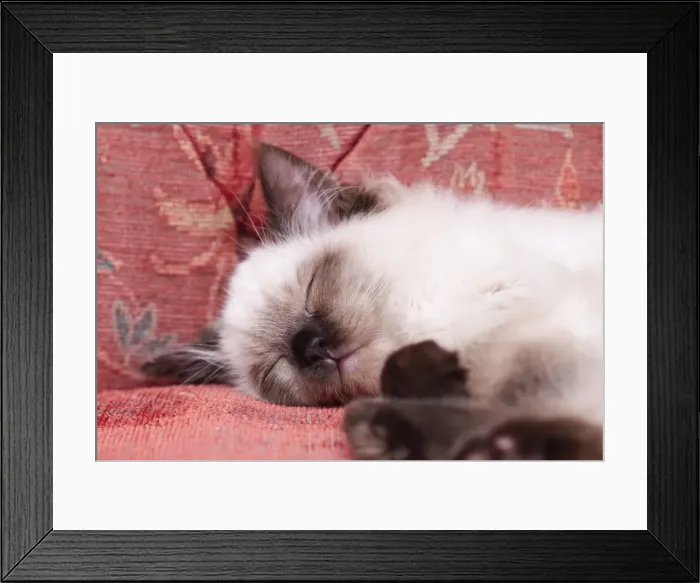 Framed Print : Picture No. 11807187 Framed Print : Picture No. 11807187