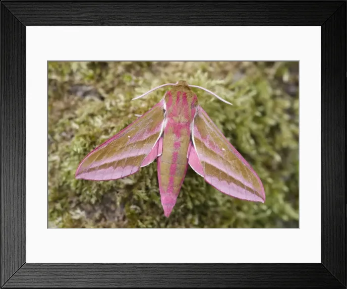 Framed Print : Picture No. 11807190 Framed Print : Picture No. 11807190