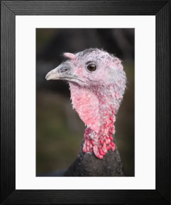 Framed Print : Picture No. 11807191 Framed Print : Picture No. 11807191