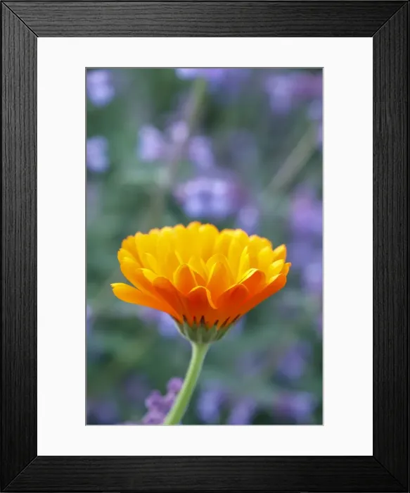 Framed Print : Picture No. 11807192 Framed Print : Picture No. 11807192