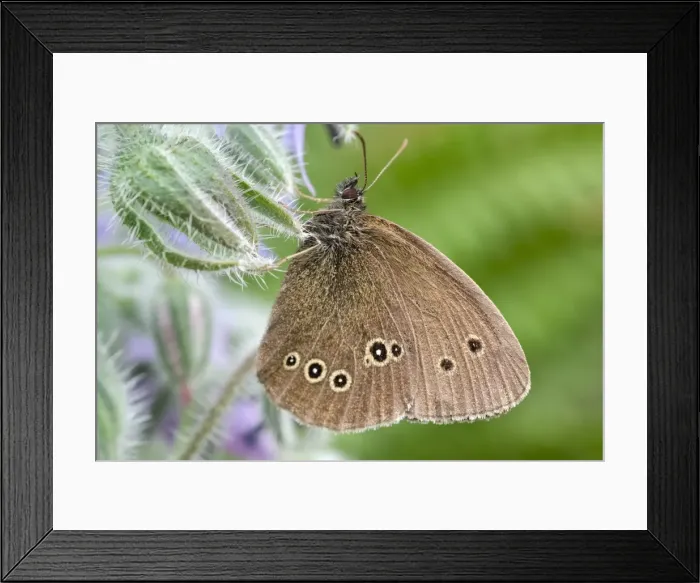 Framed Print : Picture No. 11807193 Framed Print : Picture No. 11807193