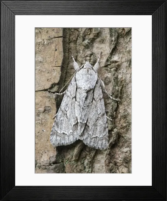 Framed Print : Picture No. 11807195 Framed Print : Picture No. 11807195