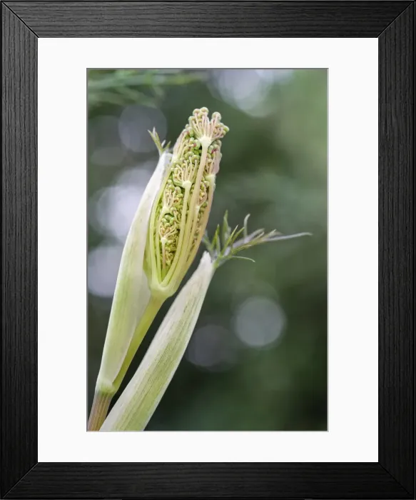 Framed Print : Picture No. 11807196 Framed Print : Picture No. 11807196