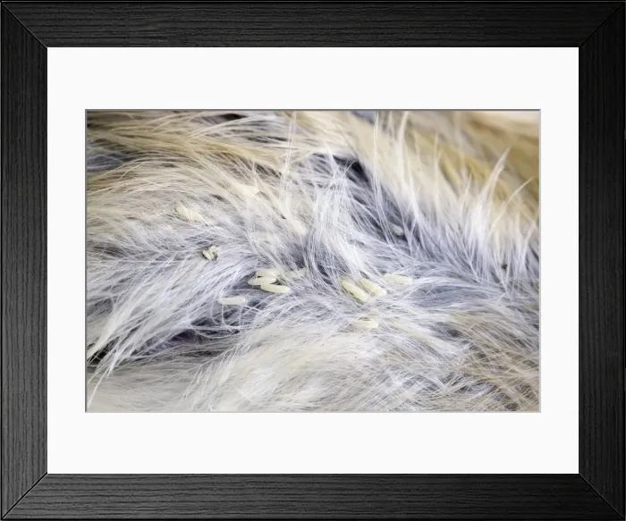 Framed Print : Picture No. 11807197 Framed Print : Picture No. 11807197