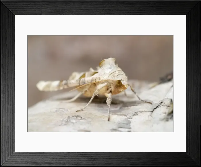 Framed Print : Picture No. 11807199 Framed Print : Picture No. 11807199
