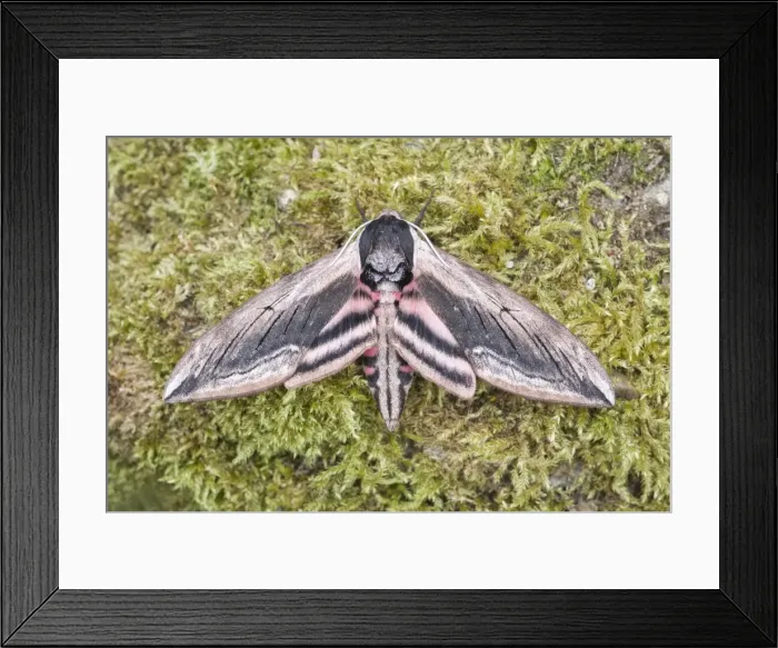 Framed Print : Picture No. 11807198 Framed Print : Picture No. 11807198