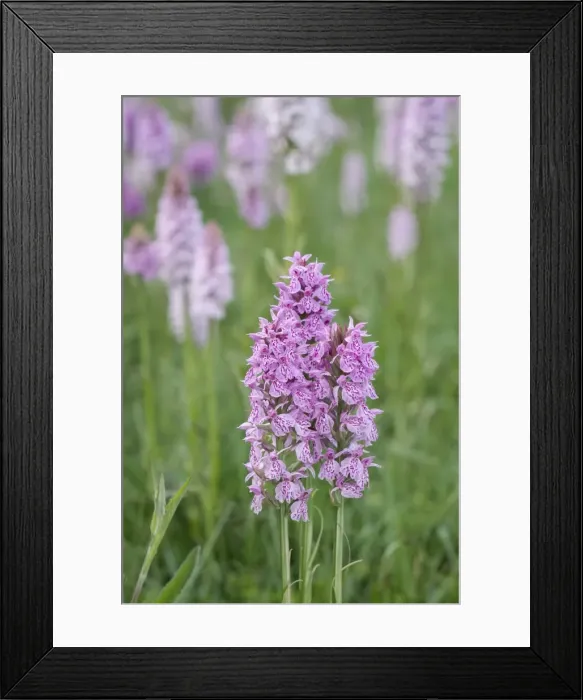 Framed Print : Picture No. 11807200 Framed Print : Picture No. 11807200