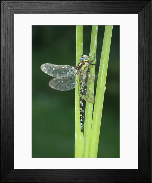 Framed Print : Picture No. 11807201 Framed Print : Picture No. 11807201