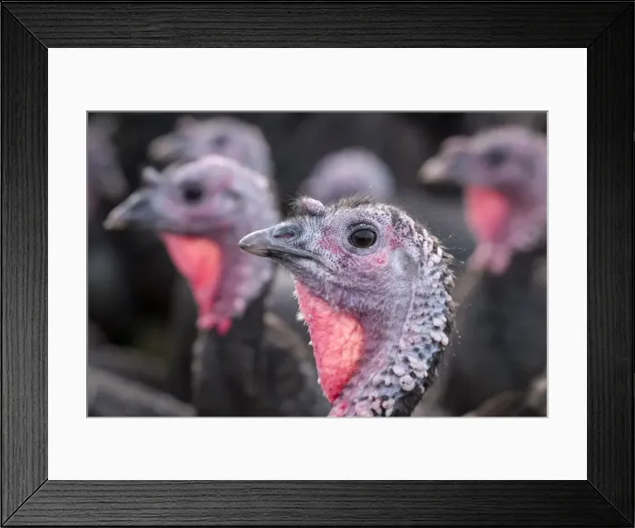 Framed Print : Picture No. 11807202 Framed Print : Picture No. 11807202