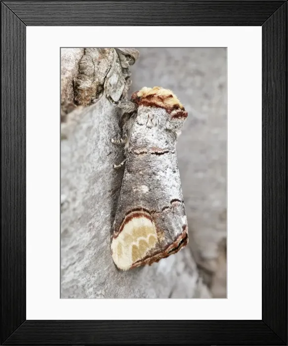 Framed Print : Picture No. 11807203 Framed Print : Picture No. 11807203