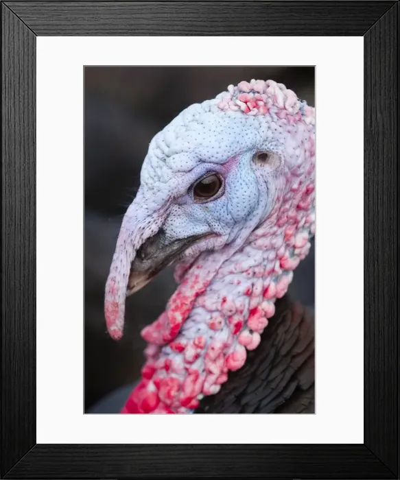Framed Print : Picture No. 11807204 Framed Print : Picture No. 11807204