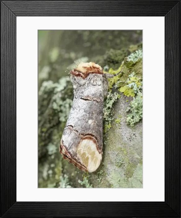 Framed Print : Picture No. 11807205 Framed Print : Picture No. 11807205