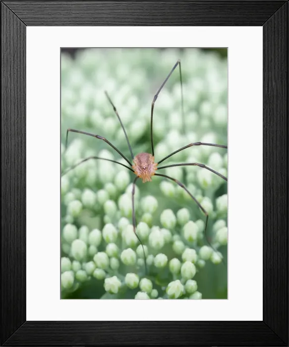 Framed Print : Picture No. 11807206 Framed Print : Picture No. 11807206