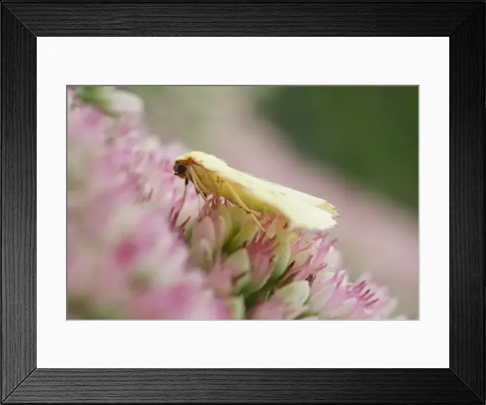 Framed Print : Picture No. 11807207 Framed Print : Picture No. 11807207