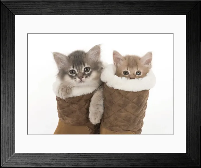 Framed Print : Picture No. 11807209 Framed Print : Picture No. 11807209