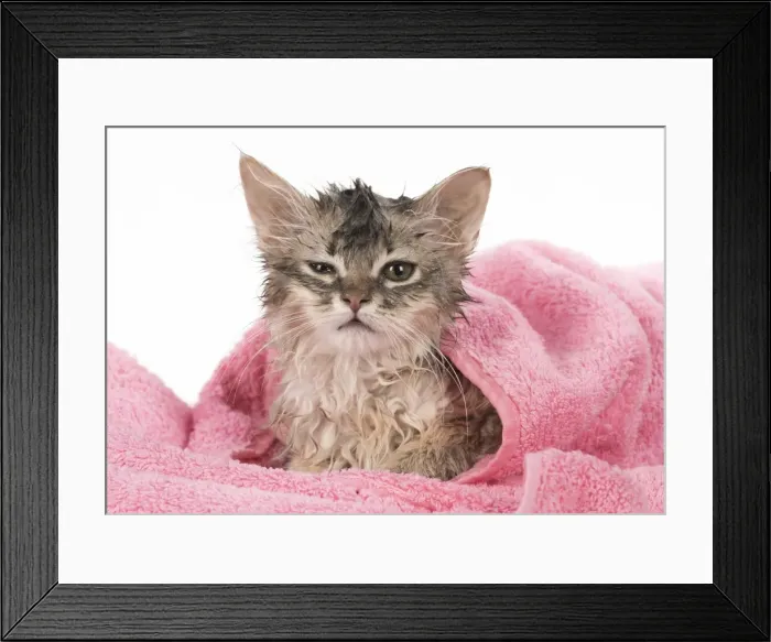 Framed Print : Picture No. 11807210 Framed Print : Picture No. 11807210