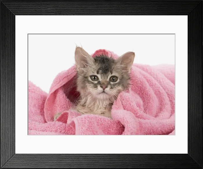 Framed Print : Picture No. 11807212 Framed Print : Picture No. 11807212