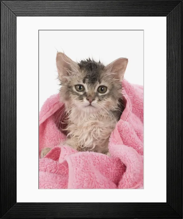Framed Print : Picture No. 11807213 Framed Print : Picture No. 11807213