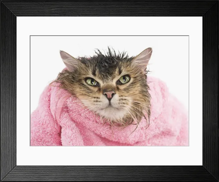 Framed Print : Picture No. 11807214 Framed Print : Picture No. 11807214