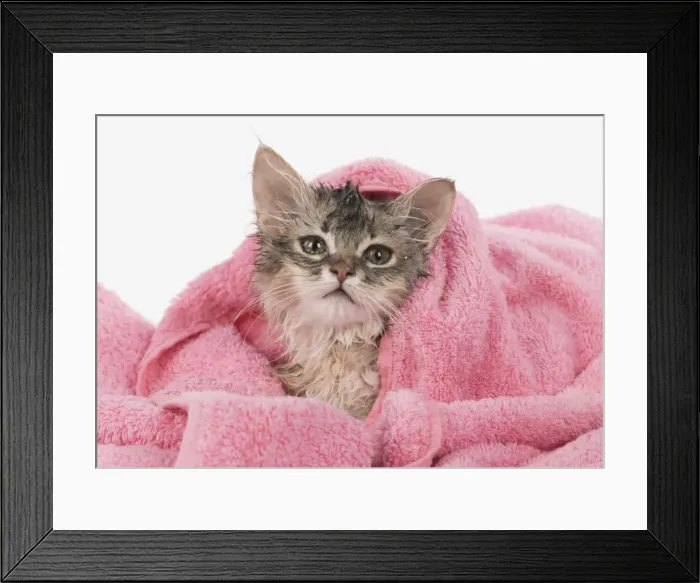 Framed Print : Picture No. 11807211 Framed Print : Picture No. 11807211