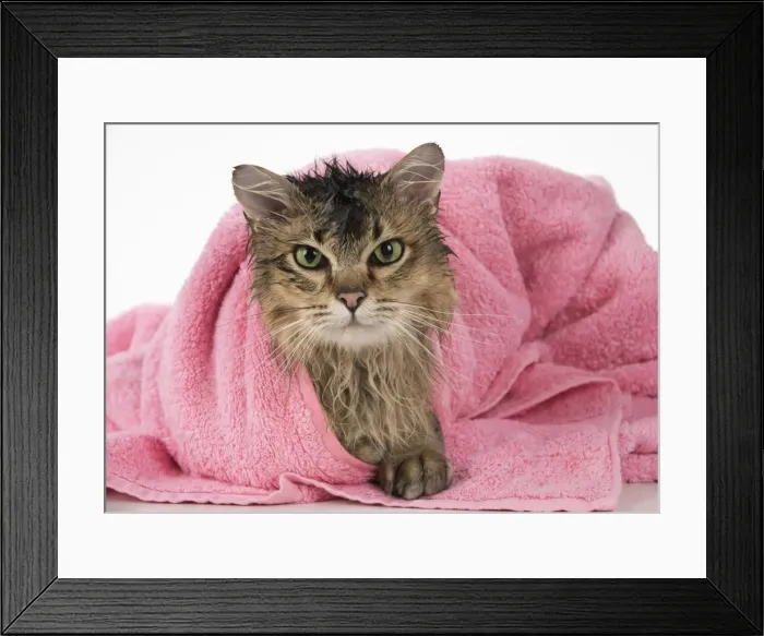 Framed Print : Picture No. 11807218 Framed Print : Picture No. 11807218