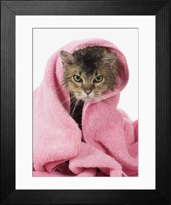 Framed Print : Picture No. 11807217 Framed Print : Picture No. 11807217