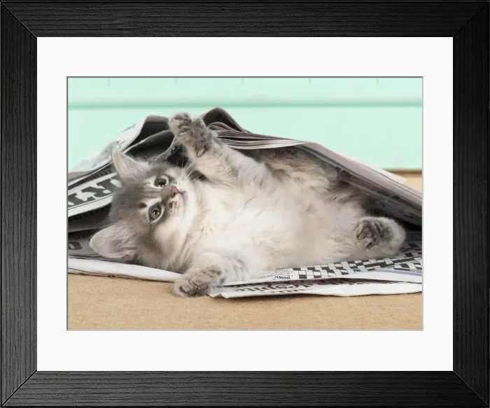 Framed Print : Picture No. 11807223 Framed Print : Picture No. 11807223