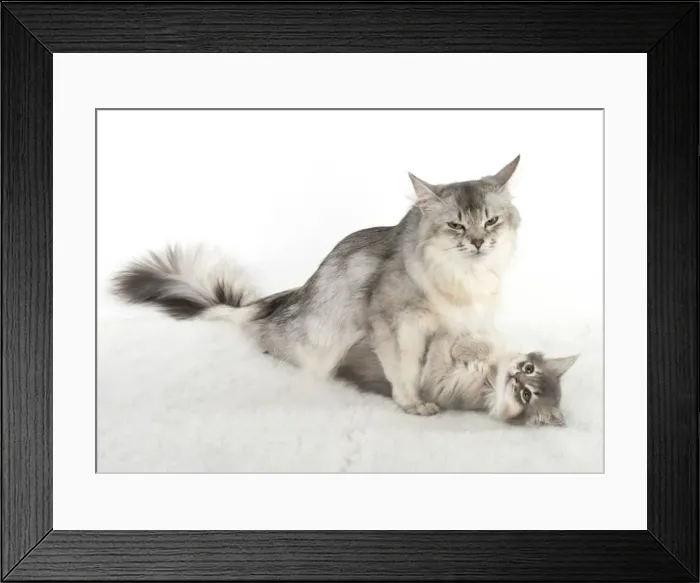Framed Print : Picture No. 11807225 Framed Print : Picture No. 11807225